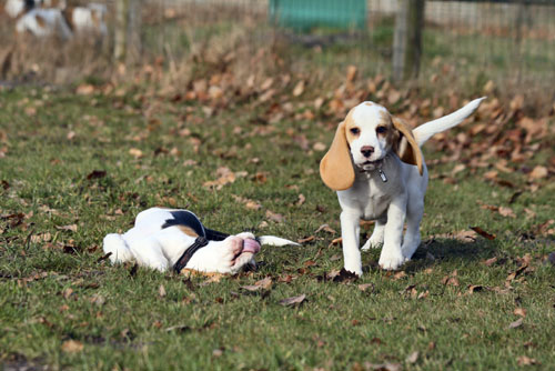 Beaglewelpe mit langen Ohren